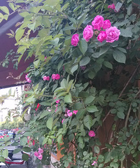 ת��������