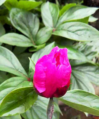 ��ҩ����ʤĵ��