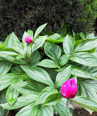 ��ҩ����ʤĵ��