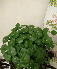 ��̨�ݶ��⻨��Ȧ��--����ƪ