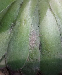 ������ �����ײ�ҶƬ���ָ��������ô�죿