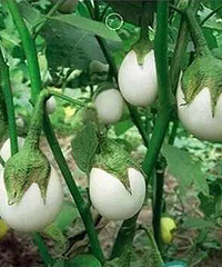 ��������ֳ������ϵġ���������