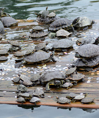 ���ŷ����ع���Ϊ������Һ������ڹ���޺�ɹ̫��