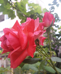 ���ݱ�ɫ--�����Ӱ�