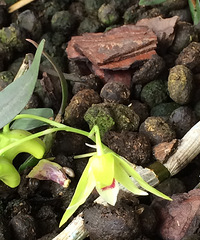 ������Ƥ�㶷�Ļ���