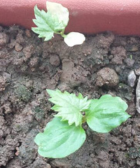 ������˭��ʶ����ʲôֲ���𣿿ջ����ﳤ������