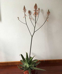 �ѵ�һ����«��������ô���Ļ����ѿ���һ������