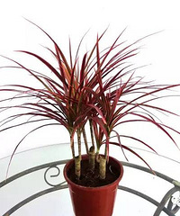 ��Щ15��ֲ���������װ����Ⱦ��Ŀ���