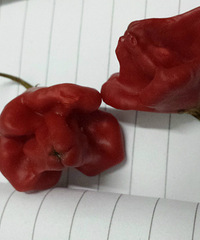 ���������ʲô