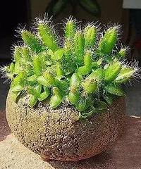 �������������ԣ�������ô�ֳ����ģ�