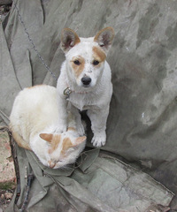 �����˰�����