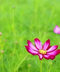 [����]�г�Ƭ��Ƭ�ĸ�ɣ��������Ŷ