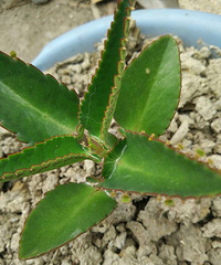 ˭��ʶ�������ָ��