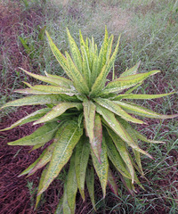 ���֪�����ʲô�أ�