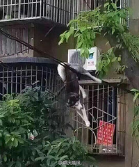 ��ʿ��ʧ��׹¥����������Ӱ���