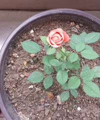 �Լ�Ǥ����¼�����Ҫ������