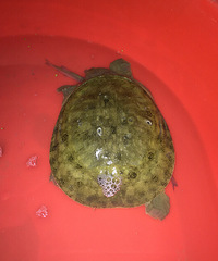 ����Ұ��������