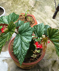 ˭��ʶ�������