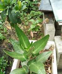 �������ҩ�����ô���Է���