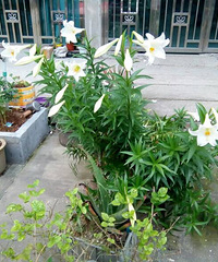 ���ſڵİٺϻ���