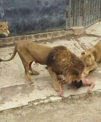 ��ͻȻ���崳��ʨ������ ��󡭡�