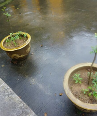 ��Ǥ��ļ����㴻���ѳ�ѿ����