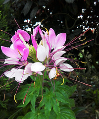 ��һ��������