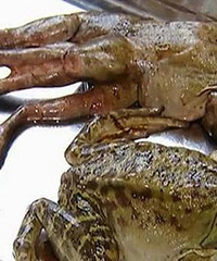 ������6����ţ�� ר�ң����׷�ֳ���²�Ӱ��ʳ��