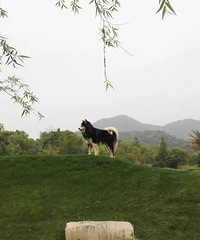 ���ȳ������+��˵���н�����