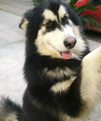 ���ȳ������+��˵���н�����