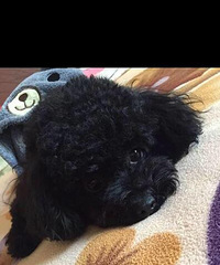 ���ȳ������+������������һ��