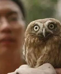 [ע��]Сèͷӥ������ʱ ���������������