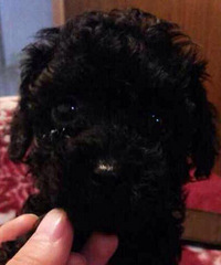 ���ȳ������+������������һ��