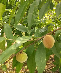 СϪ�ߵ����ӳ�����