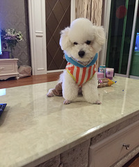 ���ȳ�������Ҳ������䣬����coco