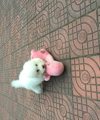 ���ȳ�������Ҳ������䣬����coco