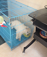 �ȳ�����Ի�����߾���