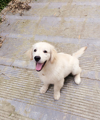 ���ȳ�������Ҽ�˧����â����