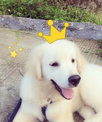 ���ȳ�������Ҽ�˧����â����