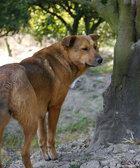 ���ȳ����������һֻ��ץ�������幷