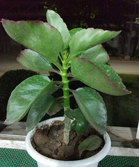 ˭��ʶ��ֲ�ժƬҶ�Ӳ嵽������ܻ�