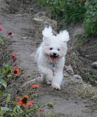 ���ȳ�������ҽд���С�����ɶ