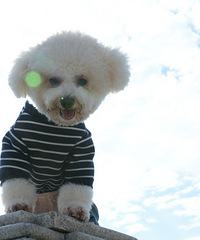 ���ȳ�������ҽд���С�����ɶ