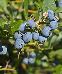 ����Ҫ������������ժ��ݮand������չ��