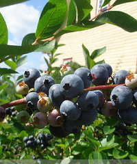 ����Ҫ������������ժ��ݮand������չ��