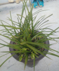 ��һ������������������«����