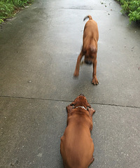 ��Ȯ����