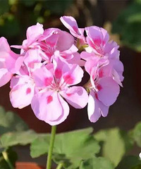 ���˶��⣬��10��ֲ��Ҳ��ҶƬǤ�壡