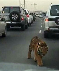 �ϻ�����ɢ���ŵ�˾���۽��Ŵ� ������⣡