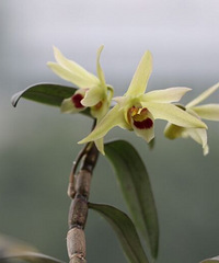 �Ҽҵ���Ƥ�㶷�����ˣ���Ư������